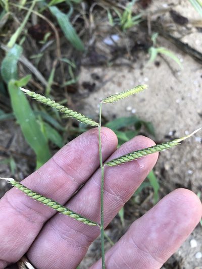 Urochloa trichopus, photographed by Sam Kieschnick