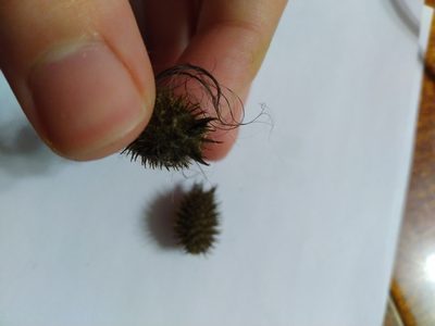 Xanthium orientale, photographed by Miriam Sokhet