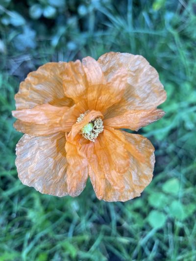 Papaver atlanticum, photographed by walruswatermelon