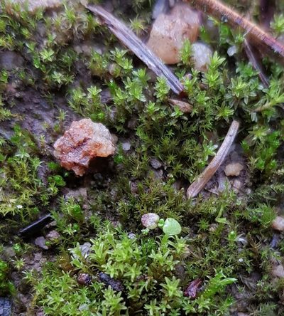 Rhizogemma staphylina, photographed by Helen Waterman
