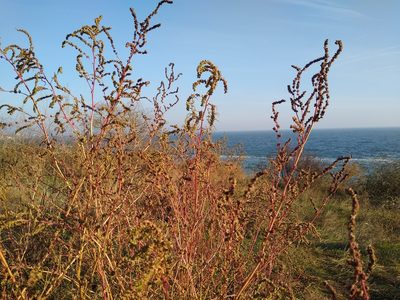 Atriplex tatarica, photographed by Anna Petrosyan