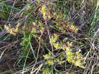 Galium humifusum, photographed by Anna Petrosyan