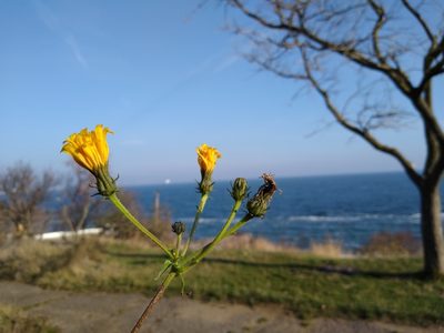 Picris hieracioides, photographed by Anna Petrosyan