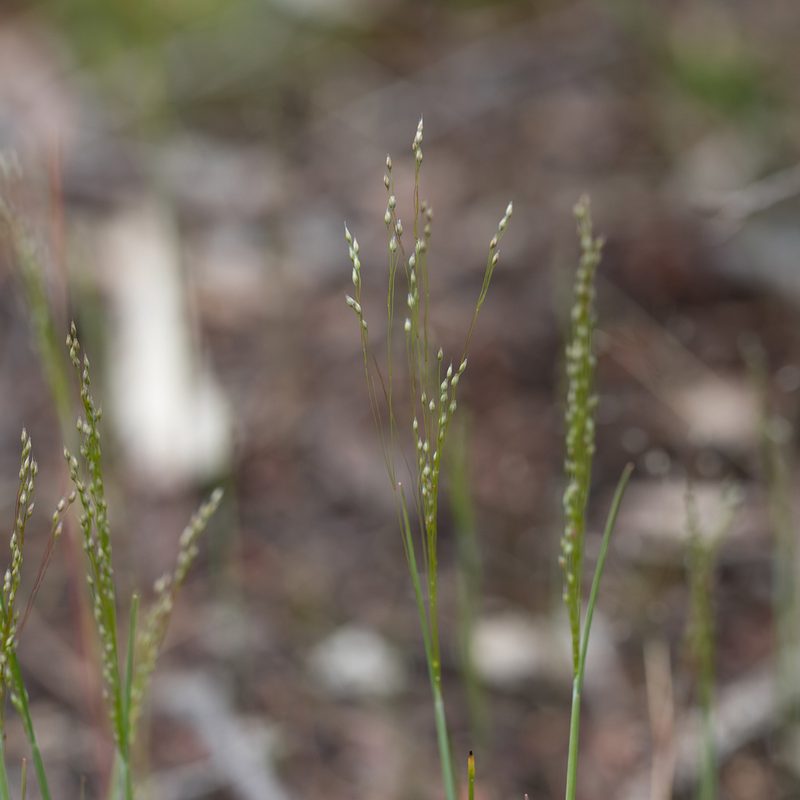 Aira elegans, photographed by Kym Nicolson