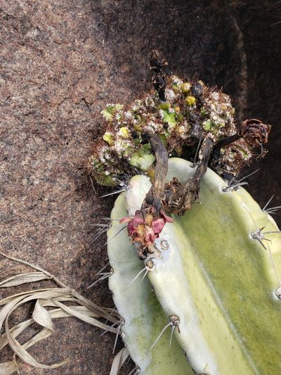 Cereus fernambucensis, photographed by Jean Carlo Mari Fanton