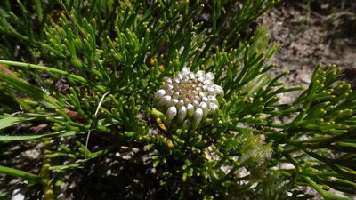 Serruria effusa, photographed by Paul Emms