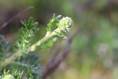 Acaena pinnatifida, photographed by Cesar Ormazabal