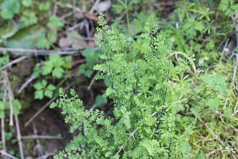 Adiantum excisum, photographed by Cesar Ormazabal