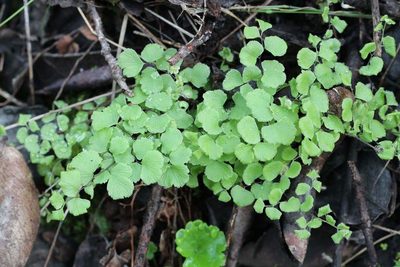 Adiantum chilense, photographed by Cesar Ormazabal