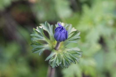 Anemone decapetala, photographed by Cesar Ormazabal