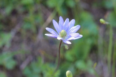 Anemone decapetala, photographed by Cesar Ormazabal