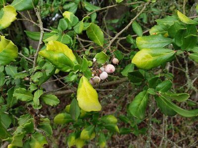 Azara integrifolia, photographed by Cesar Ormazabal