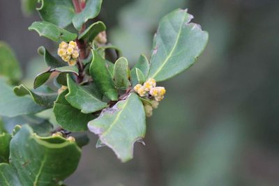 Azara integrifolia, photographed by Cesar Ormazabal