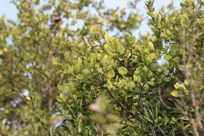 Azara integrifolia, photographed by Cesar Ormazabal