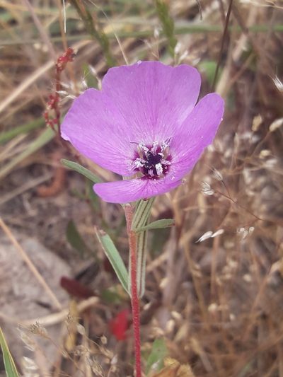 Clarkia tenella, photographed by David Gutiérrez