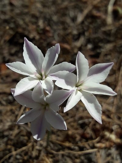 Leucocoryne foetida, photographed by David Gutiérrez