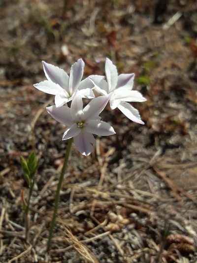 Leucocoryne foetida, photographed by David Gutiérrez