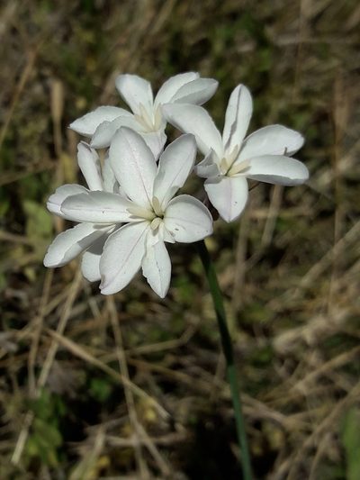 Leucocoryne foetida, photographed by David Gutiérrez