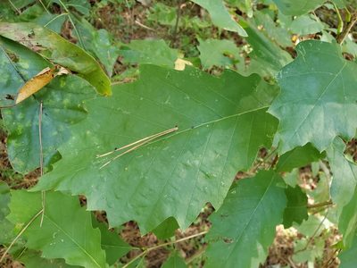 Quercus muehlenbergii, photographed by Tom Field