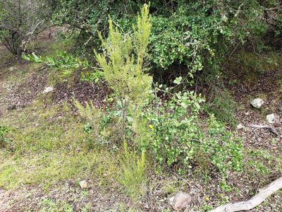 Baccharis linearis, photographed by Cesar Ormazabal