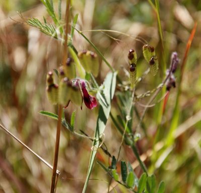 Vicia benghalensis, photographed by Tony Rebelo