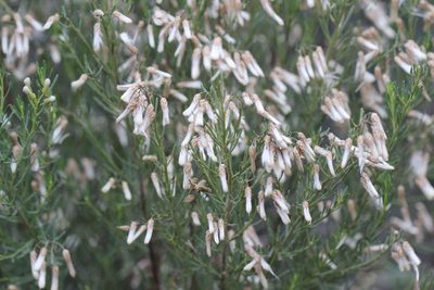 Baccharis linearis, photographed by Cesar Ormazabal