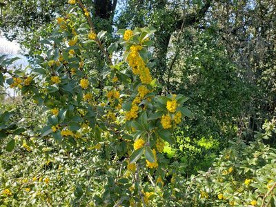 Berberis chilensis, photographed by Cesar Ormazabal