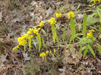 Solidago caesia, photographed by Tom Field