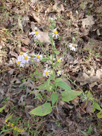 Symphyotrichum anomalum, photographed by Tom Field