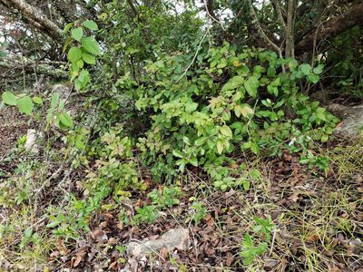 Cryptocarya alba, photographed by Cesar Ormazabal
