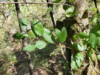 Berchemia scandens, photographed by Tom Field