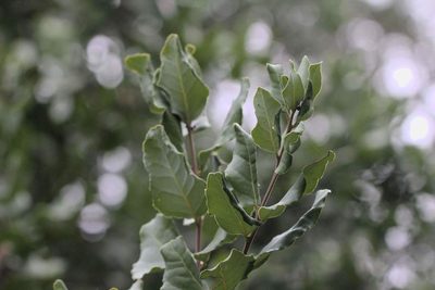Cryptocarya alba, photographed by Cesar Ormazabal