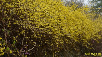 Forsythia koreana, photographed by Kim, Hyun-tae