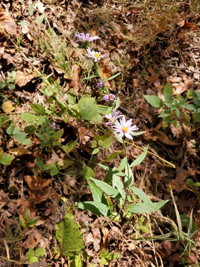 Symphyotrichum anomalum, photographed by Tom Field