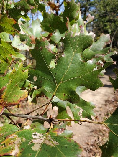 Quercus acerifolia, photographed by Tom Field