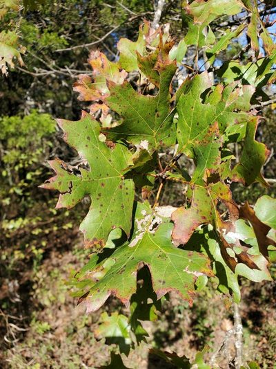 Quercus acerifolia, photographed by Tom Field