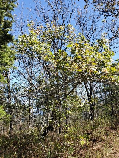 Quercus acerifolia, photographed by Tom Field