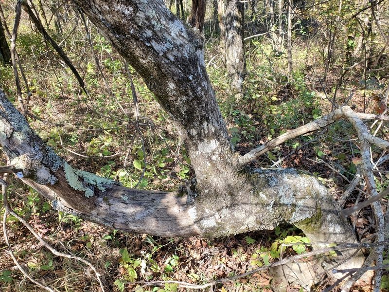 Quercus acerifolia, photographed by Tom Field