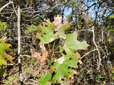 Quercus acerifolia, photographed by Tom Field