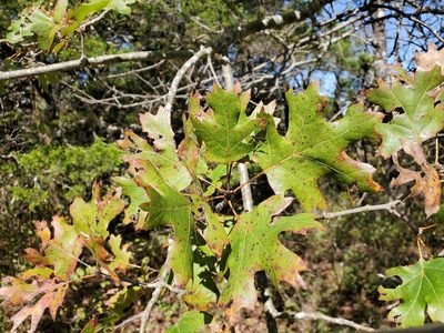 Quercus acerifolia, photographed by Tom Field