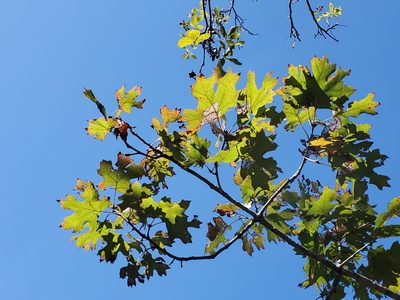 Quercus acerifolia, photographed by Tom Field