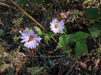 Symphyotrichum anomalum, photographed by Tom Field