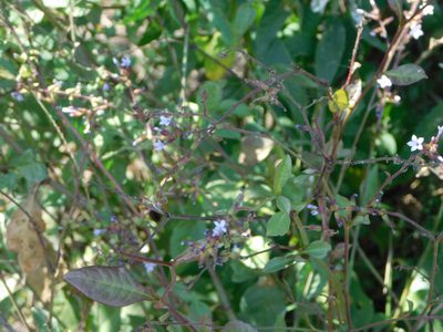 Plumbago pulchella, photographed by Jonathan Rodriguez
