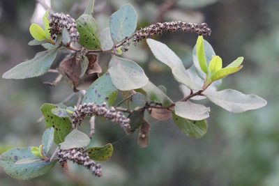 Escallonia pulverulenta, photographed by Cesar Ormazabal