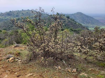 Gochnatia foliolosa, photographed by Cesar Ormazabal