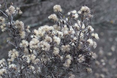 Gochnatia foliolosa, photographed by Cesar Ormazabal