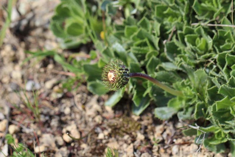 Haplopappus macrocephalus, photographed by Cesar Ormazabal