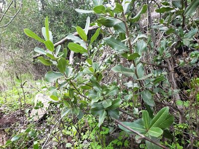Kageneckia oblonga, photographed by Cesar Ormazabal