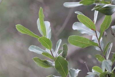 Kageneckia oblonga, photographed by Cesar Ormazabal