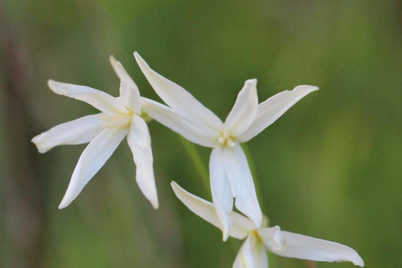 Leucocoryne alliacea, photographed by Cesar Ormazabal